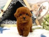 Safkan Red Brown Toy Poodle Yavrularimiz