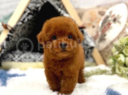 Safkan Red Brown Toy Poodle Yavrularimiz görsel