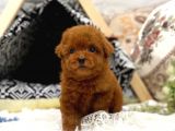 Safkan Red Brown Toy Poodle Yavrularimiz