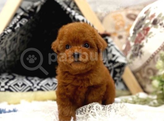 Safkan Red Brown Toy Poodle Yavrularimiz