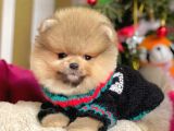 Mükemmel Kalitede Pomeranian Boo Yavrular