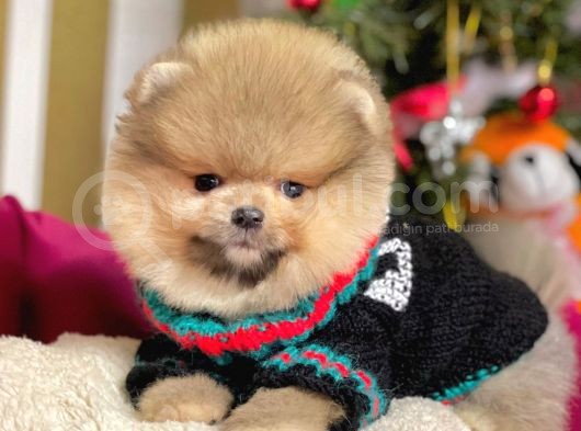 Mükemmel Kalitede Pomeranian Boo Yavrular görsel