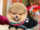 Mükemmel Kalitede Pomeranian Boo Yavrular