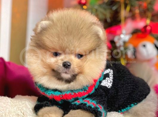 Mükemmel Kalitede Pomeranian Boo Yavrular