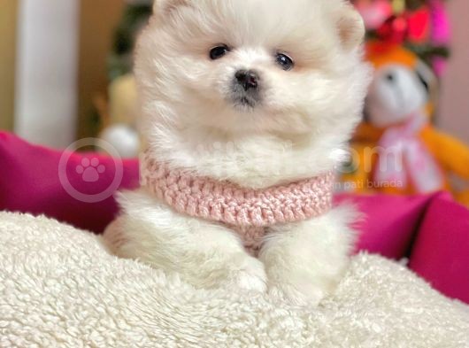 Minicik Mükemmel Surat Pomeranian Boo Yavrular görsel