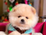 Muhteşem Kalite Pomeranian Boo Yavrular