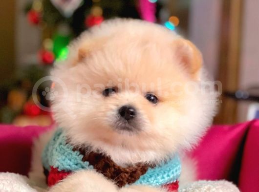 Muhteşem Kalite Pomeranian Boo Yavrular görsel