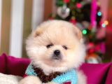 Muhteşem Kalite Pomeranian Boo Yavrular