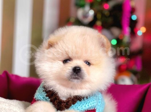 Muhteşem Kalite Pomeranian Boo Yavrular