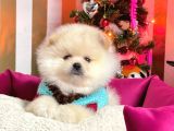 Muhteşem Kalite Pomeranian Boo Yavrular