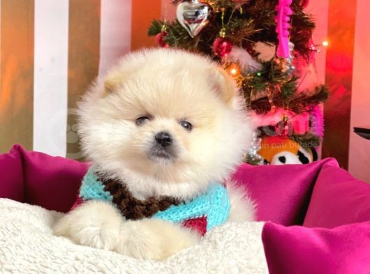 Muhteşem Kalite Pomeranian Boo Yavrular görsel