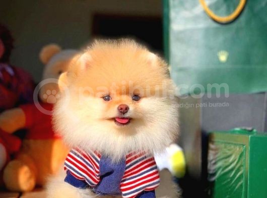 Yavru Patiler Güvencesi Ile Yeni Gelen Tedybear Pomeranian Yavrularımız