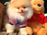 Yavru Patiler Güvencesi Ile Yeni Gelen Tedybear Pomeranian Yavrularımız
