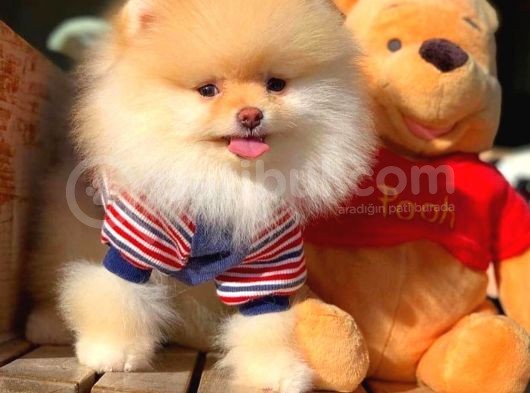 Yavru Patiler Güvencesi Ile Yeni Gelen Tedybear Pomeranian Yavrularımız görsel