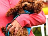 Toy Poodle Orjinal Safkan Redbrown Garantili Kahverengi