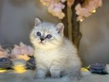 Muhteşem Güzelli̇kte Bri̇ti̇sh Shorthai̇r Lynx Poi̇nt