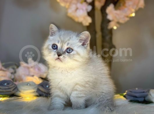 Muhteşem Güzelli̇kte Bri̇ti̇sh Shorthai̇r Lynx Poi̇nt görsel