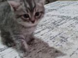 Sağlıklı Tuvalet Ve Mama Eğitimli Yavrular