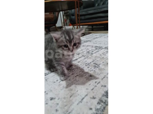 Sağlıklı Tuvalet Ve Mama Eğitimli Yavrular görsel