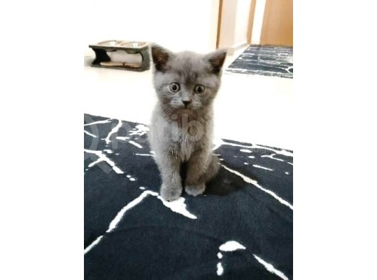 Sağlıklı Tuvalet Ve Mama Eğitimli Yavrular