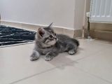 Sağlıklı Tuvalet Ve Mama Eğitimli Yavrular
