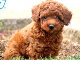 Toy Poodle Orjinal Safkan Redbrown Garantili Kahverengi