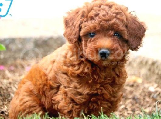 Toy Poodle Orjinal Safkan Redbrown Garantili Kahverengi görsel
