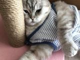 Scottish Fold Blue Point Üzüm