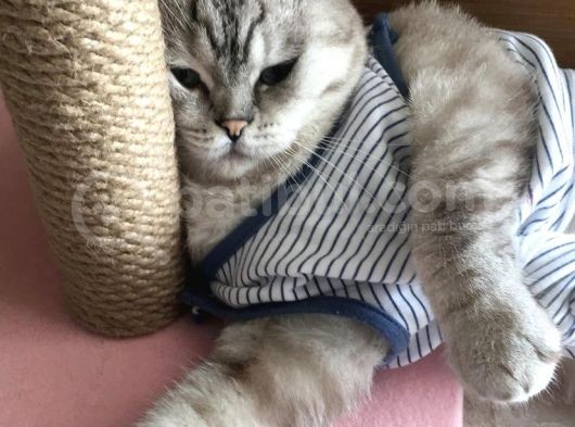 Scottish Fold Blue Point Üzüm görsel