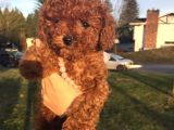 Toy Poodle Orjinal Safkan Redbrown Garantili Kahverengi