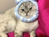 Scottish Fold Blue Point Üzüm