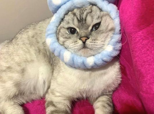 Scottish Fold Blue Point Üzüm görsel