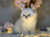 Muhteşem Güzelli̇kte Bri̇ti̇sh Shorthai̇r Lynx Poi̇nt