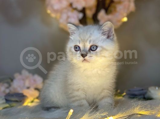 Muhteşem Güzelli̇kte Bri̇ti̇sh Shorthai̇r Lynx Poi̇nt