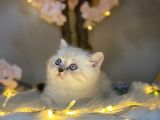 Muhteşem Güzelli̇kte Bri̇ti̇sh Shorthai̇r Lynx Poi̇nt