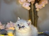 Muhteşem Güzelli̇kte Bri̇ti̇sh Shorthai̇r Lynx Poi̇nt