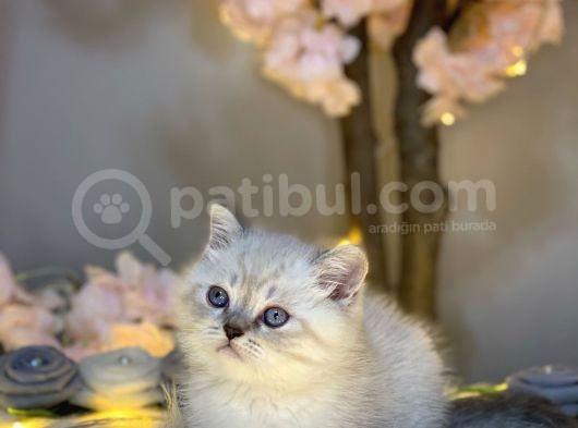 Muhteşem Güzelli̇kte Bri̇ti̇sh Shorthai̇r Lynx Poi̇nt görsel