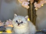 Muhteşem Güzelli̇kte Bri̇ti̇sh Shorthai̇r Lynx Poi̇nt