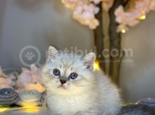 Muhteşem Güzelli̇kte Bri̇ti̇sh Shorthai̇r Lynx Poi̇nt görsel