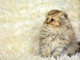 Kaplan Gi̇bi̇ Heybetli̇ Ny24 Golden Tabby Scotti̇sh Fold Longhai̇r