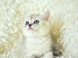 Sevi̇mli̇ Surat Ns25 Bri̇ti̇sh Shorthai̇r
