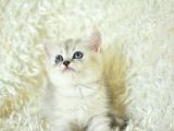 Sevi̇mli̇ Surat Ns25 Bri̇ti̇sh Shorthai̇r