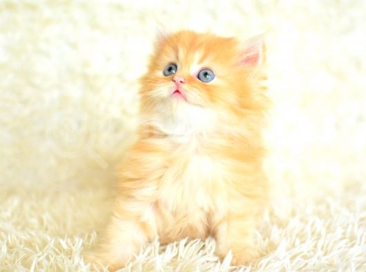 Eşsi̇z Güzelli̇kte Sari Chi̇nchi̇lla görsel