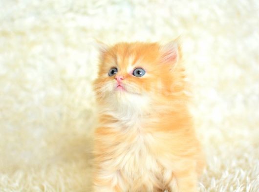 Eşsi̇z Güzelli̇kte Sari Chi̇nchi̇lla görsel