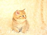 Golden Tabby Ny24 Bri̇ti̇sh Shorthai̇r