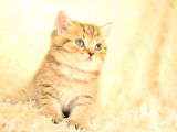 Golden Tabby Ny24 Bri̇ti̇sh Shorthai̇r