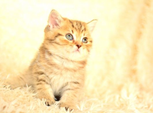 Golden Tabby Ny24 Bri̇ti̇sh Shorthai̇r görsel