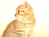 Golden Tabby Ny24 Bri̇ti̇sh Shorthai̇r