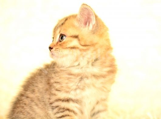 Golden Tabby Ny24 Bri̇ti̇sh Shorthai̇r görsel
