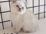 British Shorthair Yavrular